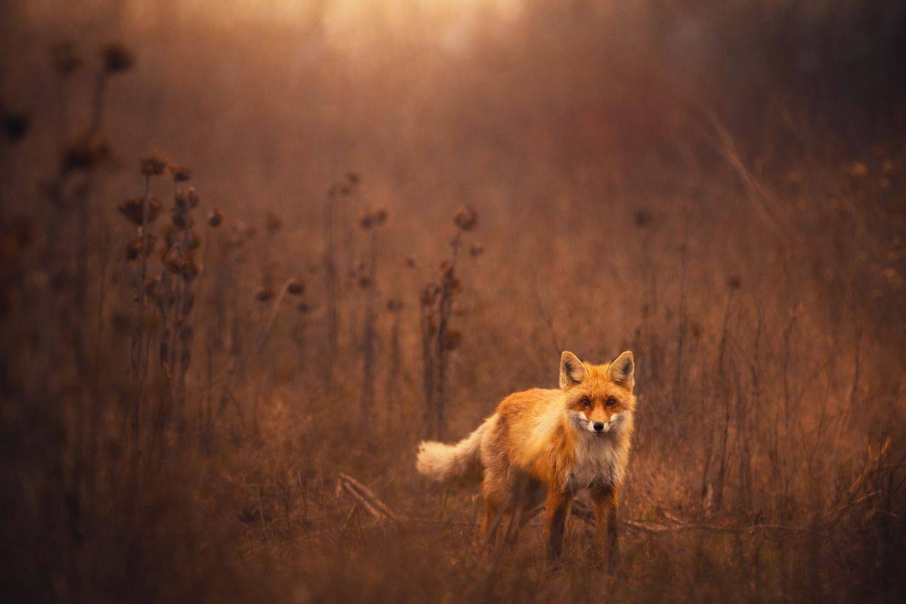 , Валерий Черняк