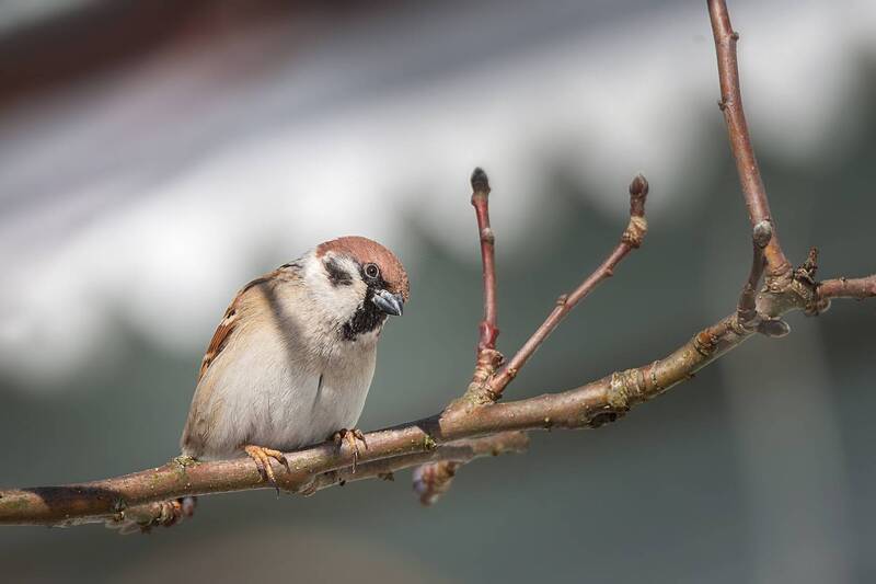 Воробей фото превью