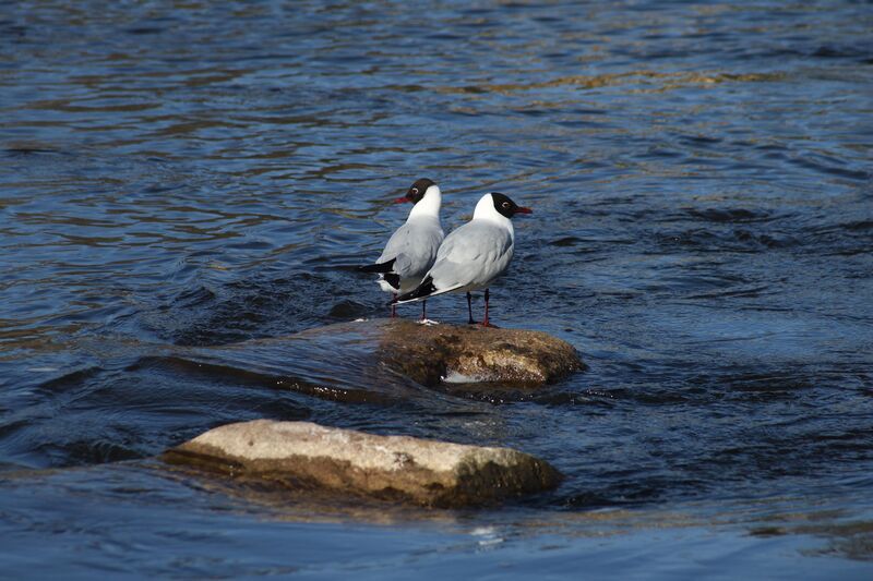 putni, ūdens, upe, akmens Putnu pāris Ventas upē фото превью