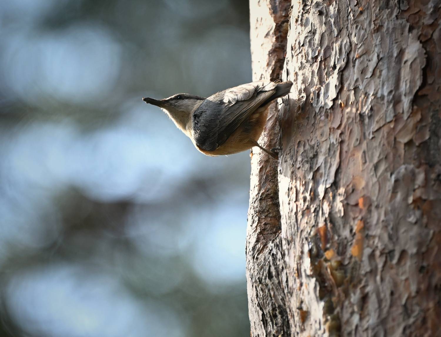 , Герчев Николай