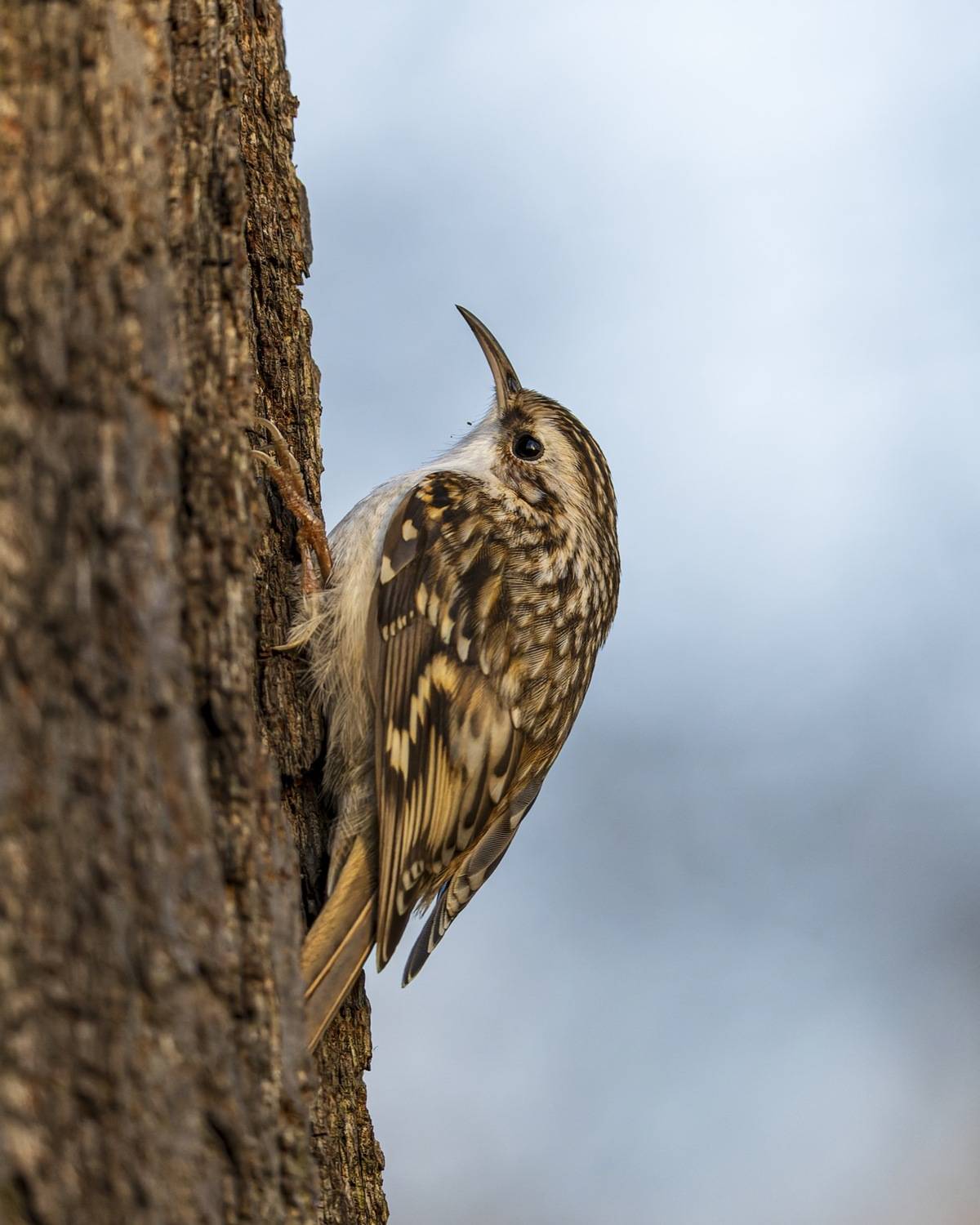 пищуха, птицы, Ruslan Pl