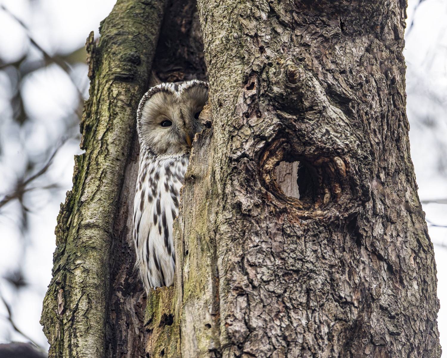уральская неясыть, неясыть, сова, птицы, длиннохвостая неясыть, Ruslan Pl