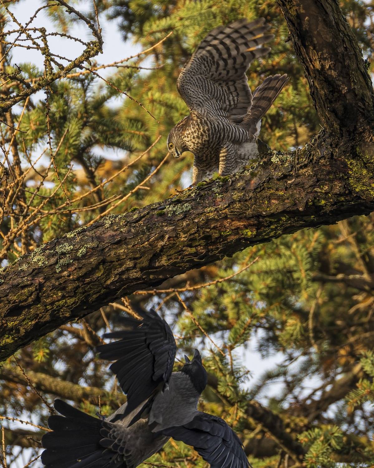 ворона, ястреб, погоня, перепелятник, ястреб перепелятник, птицы, ястреб-перепелятник, Ruslan Pl