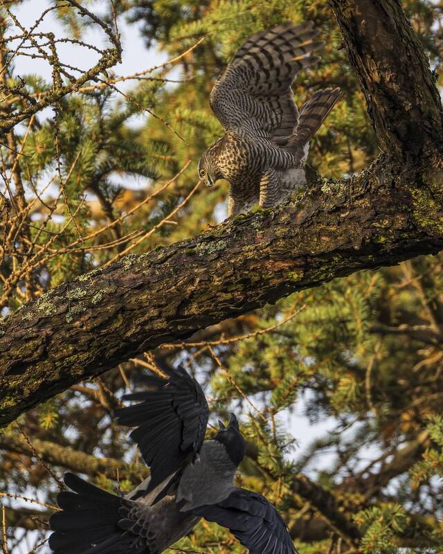 Салочки фото превью