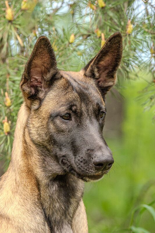 фото превью