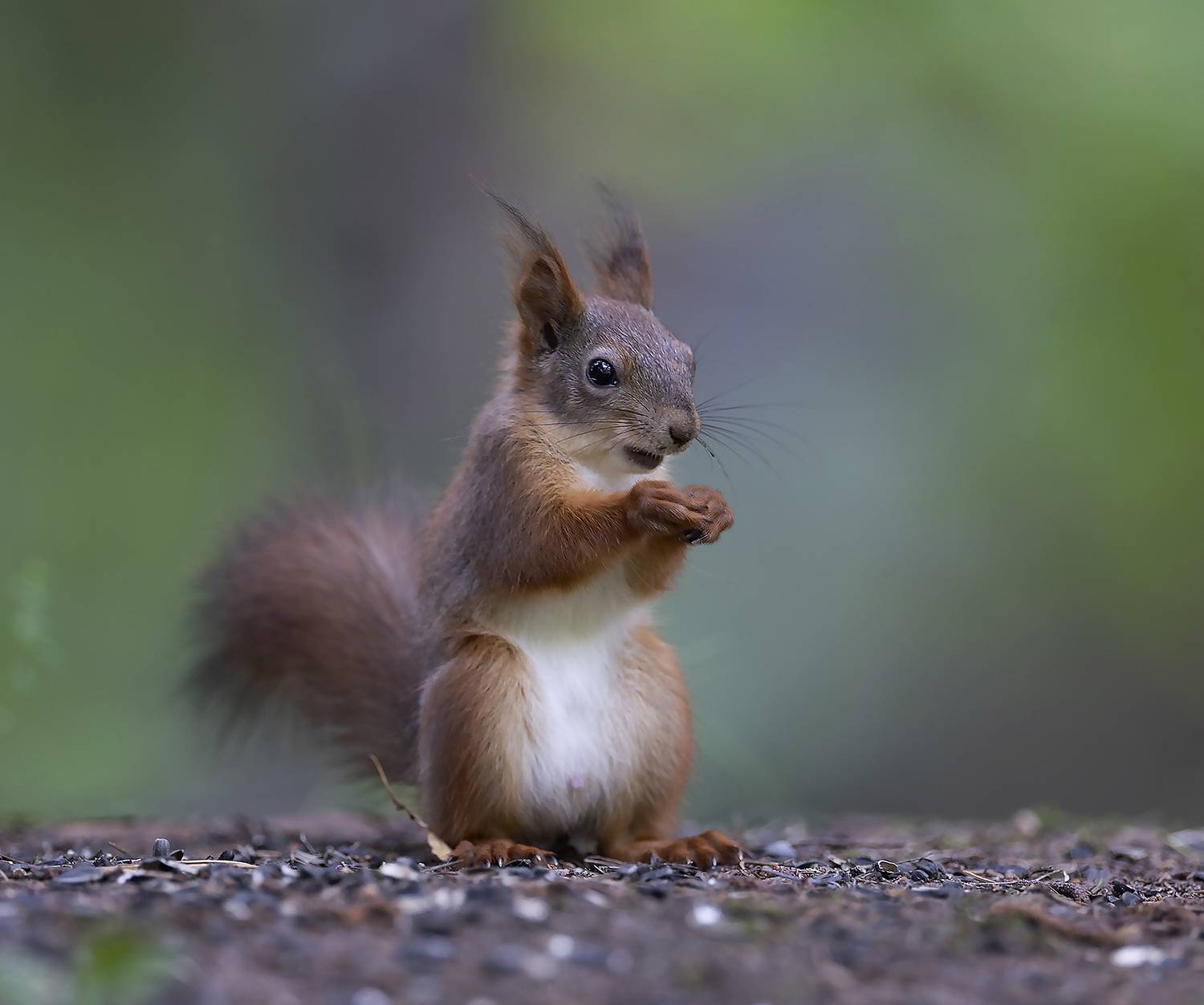 белка, лес, природа, squirrel, forest, nature, Стукалова Юлия