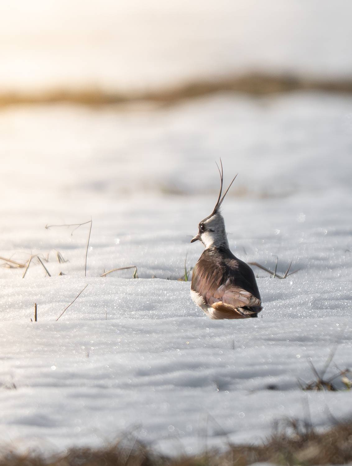 , Ширгин Сергей