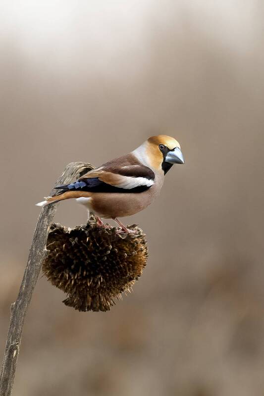 Дубонос фото превью