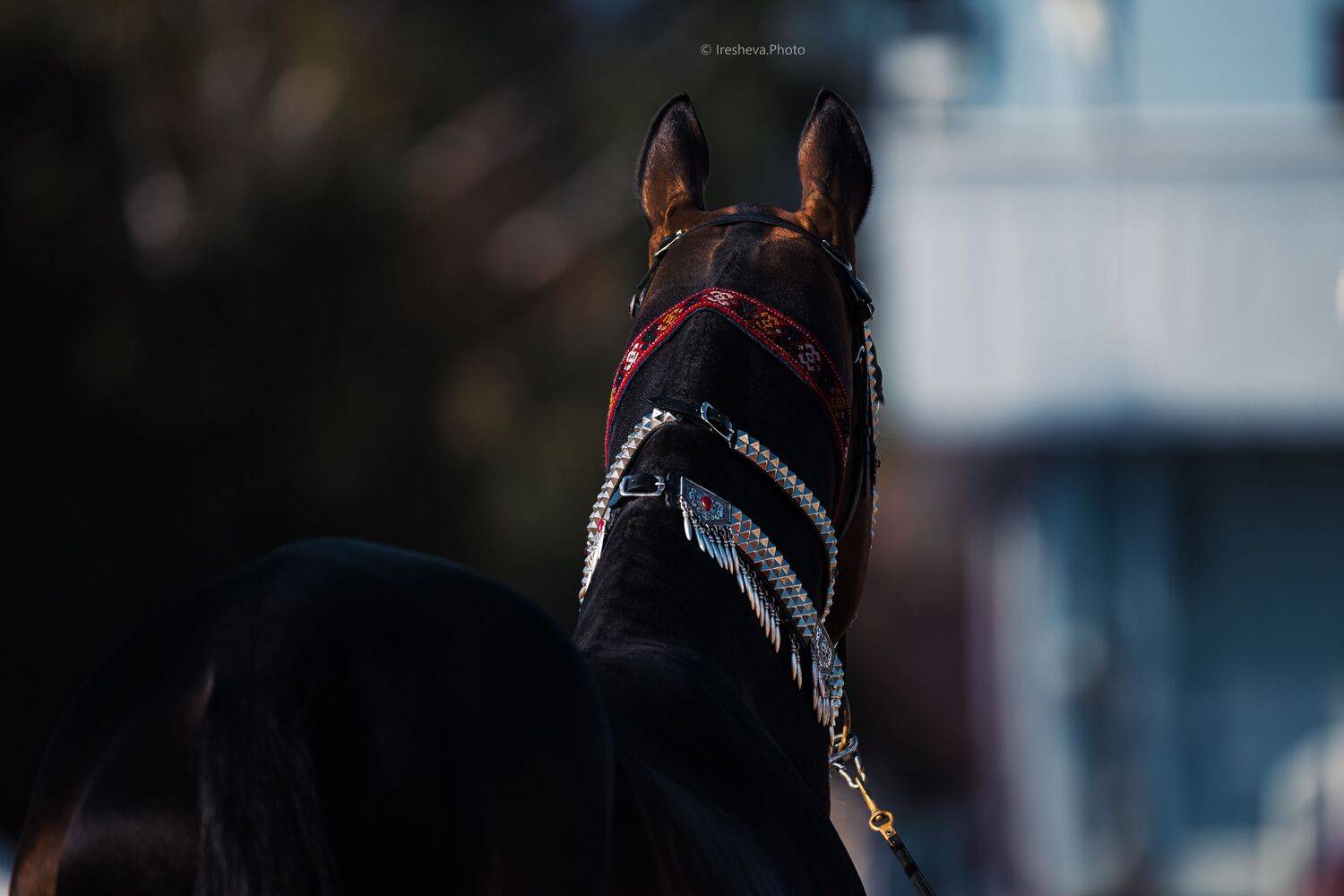 Лошадь, Ахалтекинская порода, Ирешева Мария