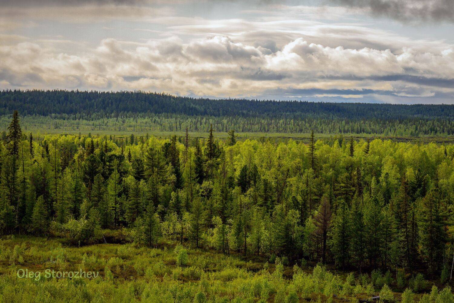 небо, облака, тундра, лесотундра, лес, деревья, надым, янао, Сторожев Олег