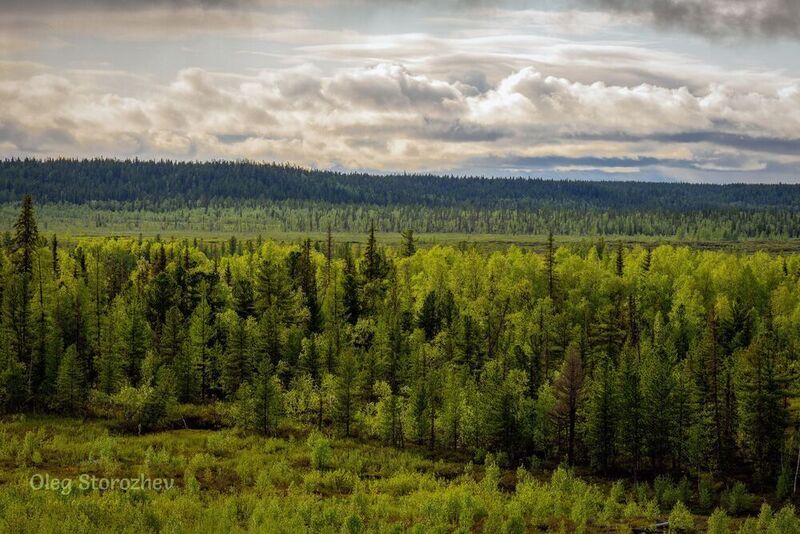 небо, облака, тундра, лесотундра, лес, деревья, надым, янао Облака фото превью