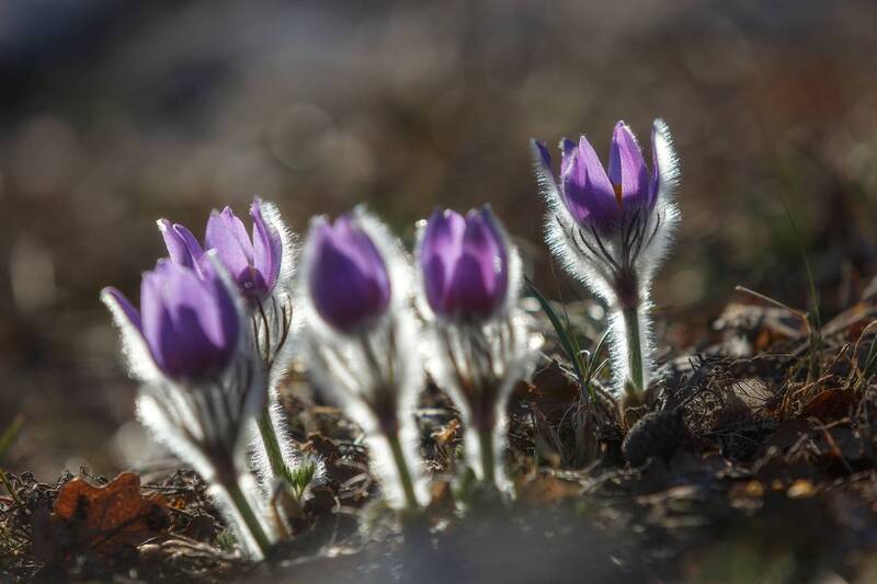 Пушистые любимчики весны. фото превью