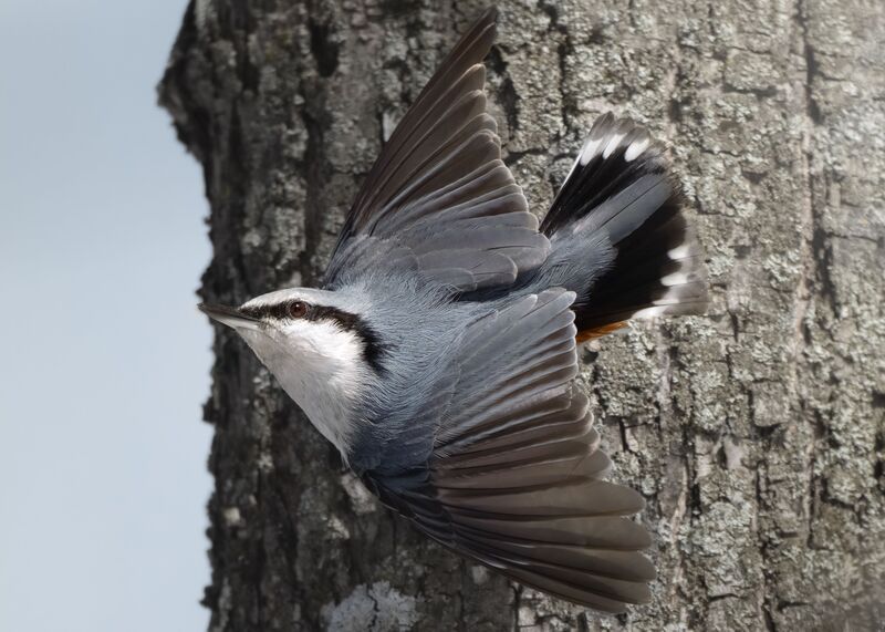 Поползень. Стенолаз средней полосы России  фото превью