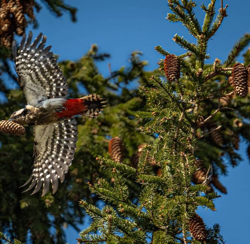 Шишку тащит... фото превью
