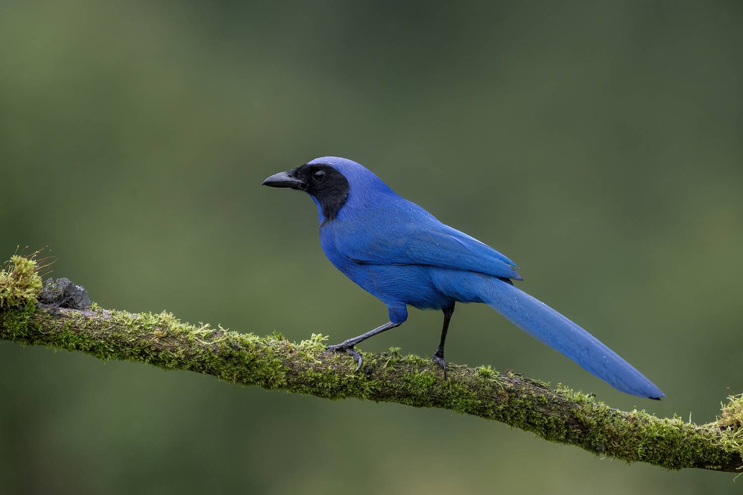 , Fernando Burgalin Sequeira