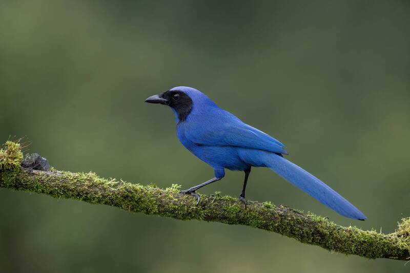 Black-collared Jay фото превью