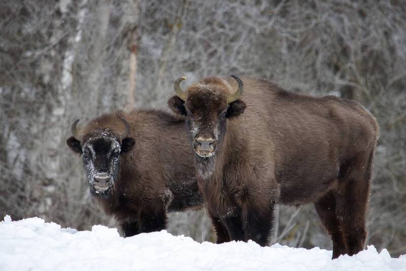 Стражи зимнего леса фото превью
