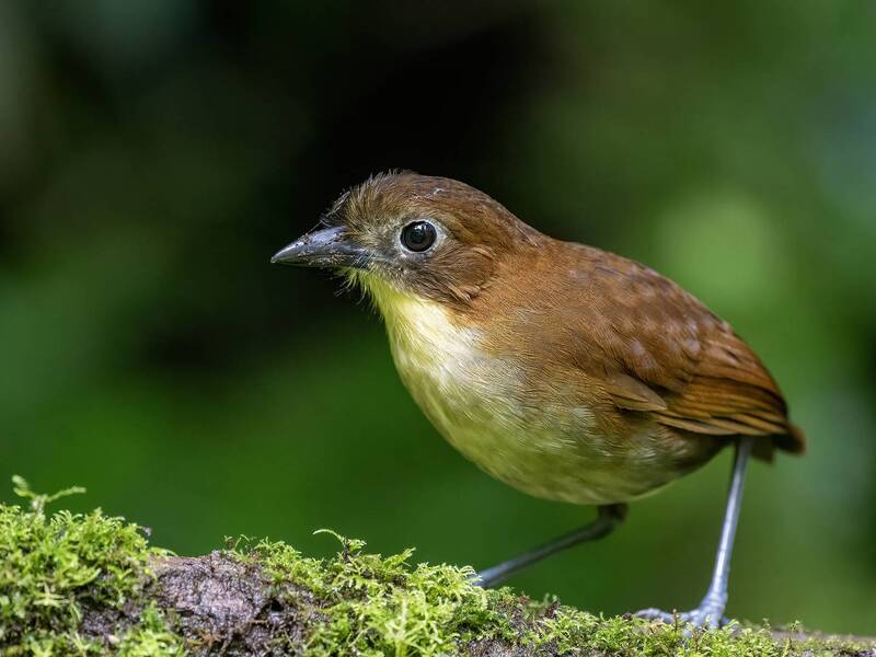 Yellow-breasted Antpitta фото превью