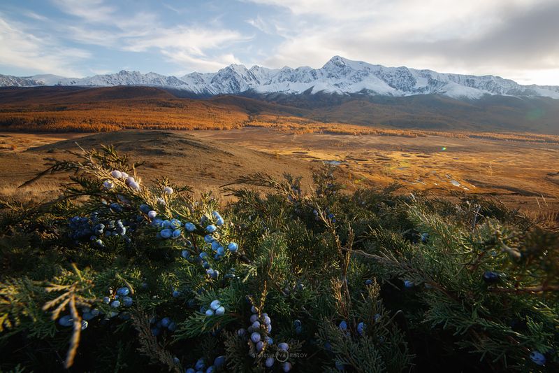 Можжевельник фото превью
