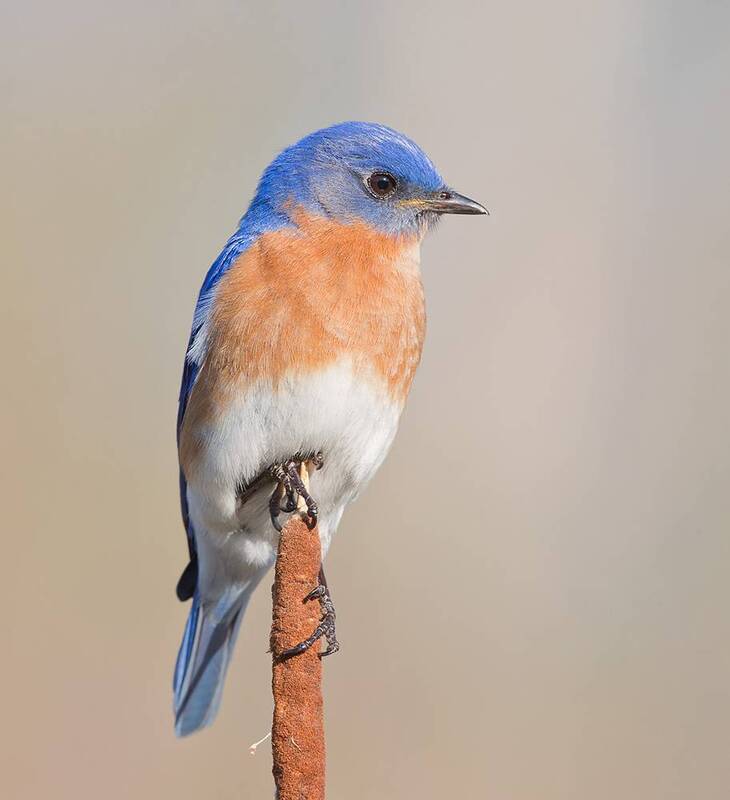 восточная сиалия, eastern bluebird, bluebird, весна, spring, bird, птицы, wild, nature Восточная сиалия, самец - Eastern Bluebird, male фото превью
