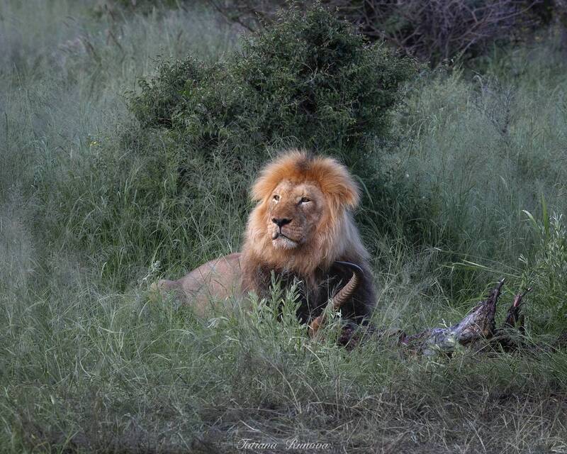 Львиное семейство фото превью