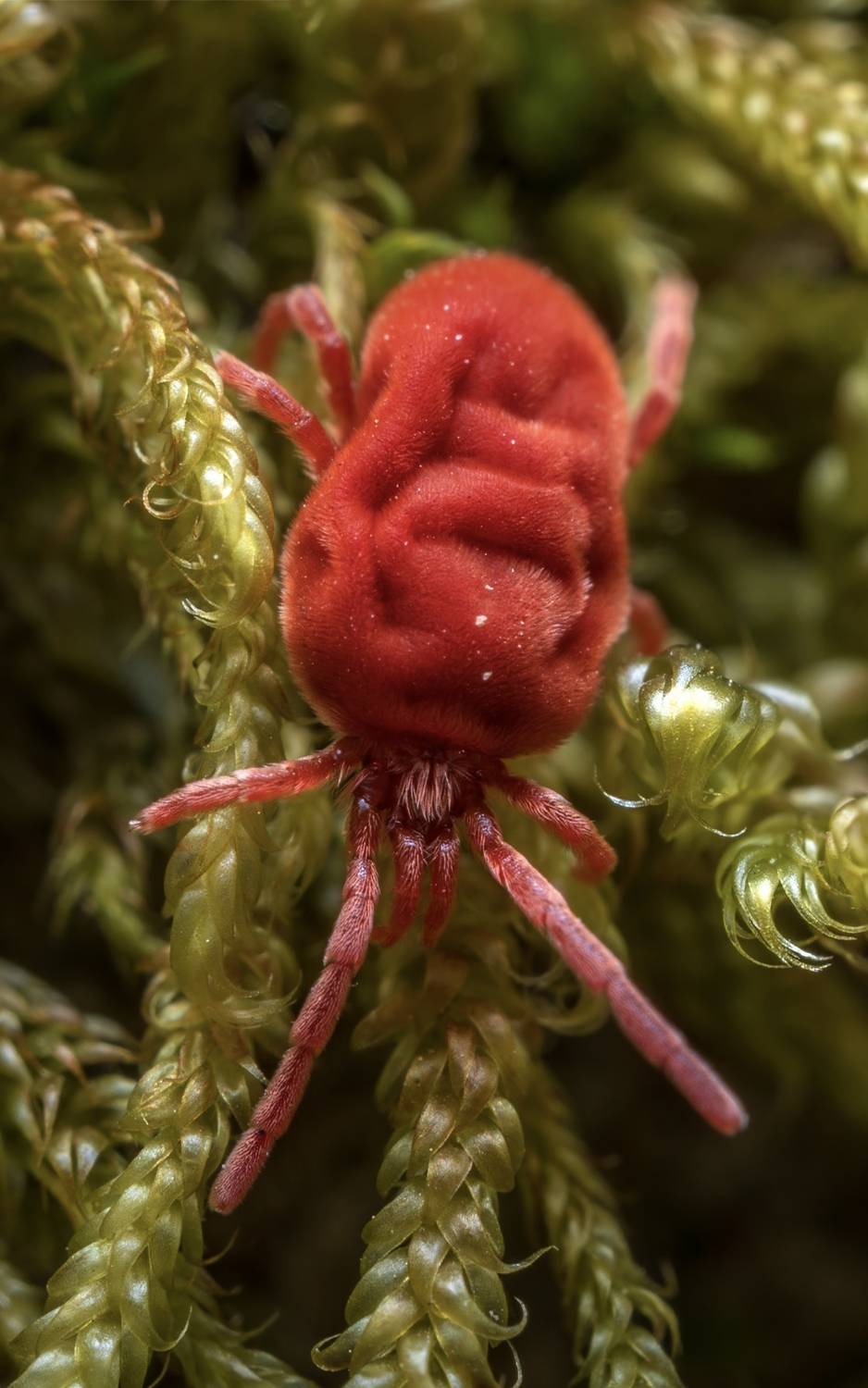 , Сергей Тихомиров