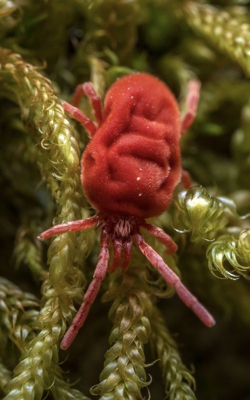 Бархатный клещ фото превью