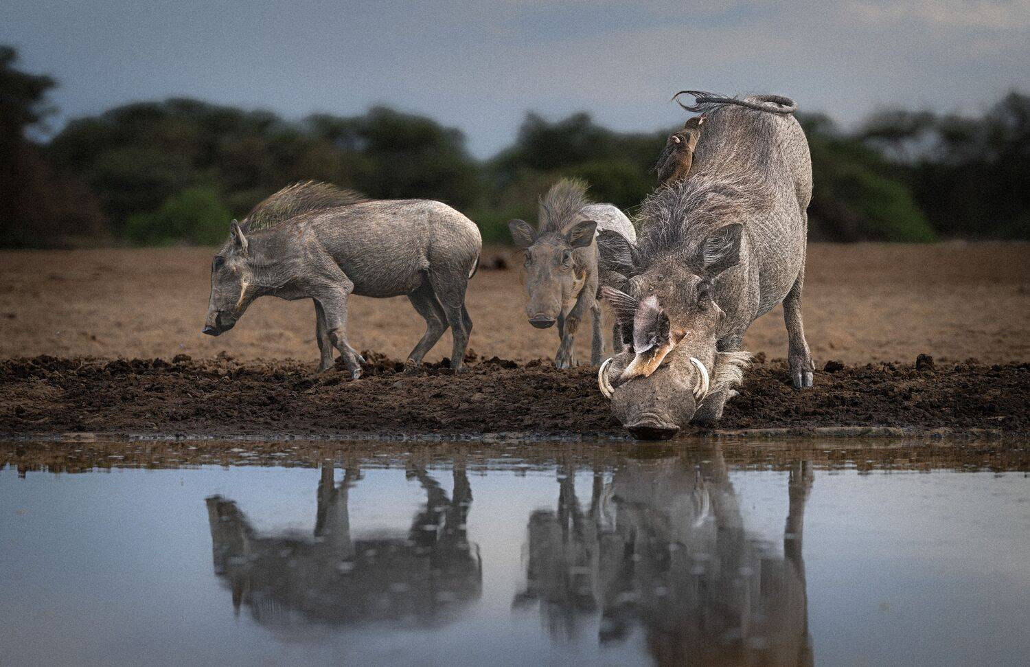 Кения, Сулоев Алексей