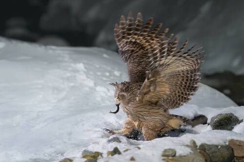 Рыбный филин | Blakiston’s Fish Owl