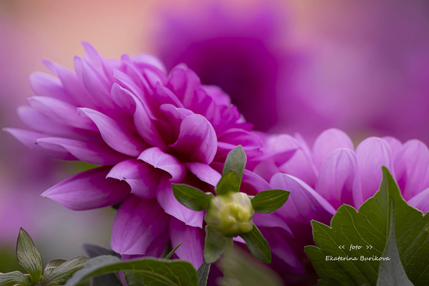 , Бурикова Екатерина