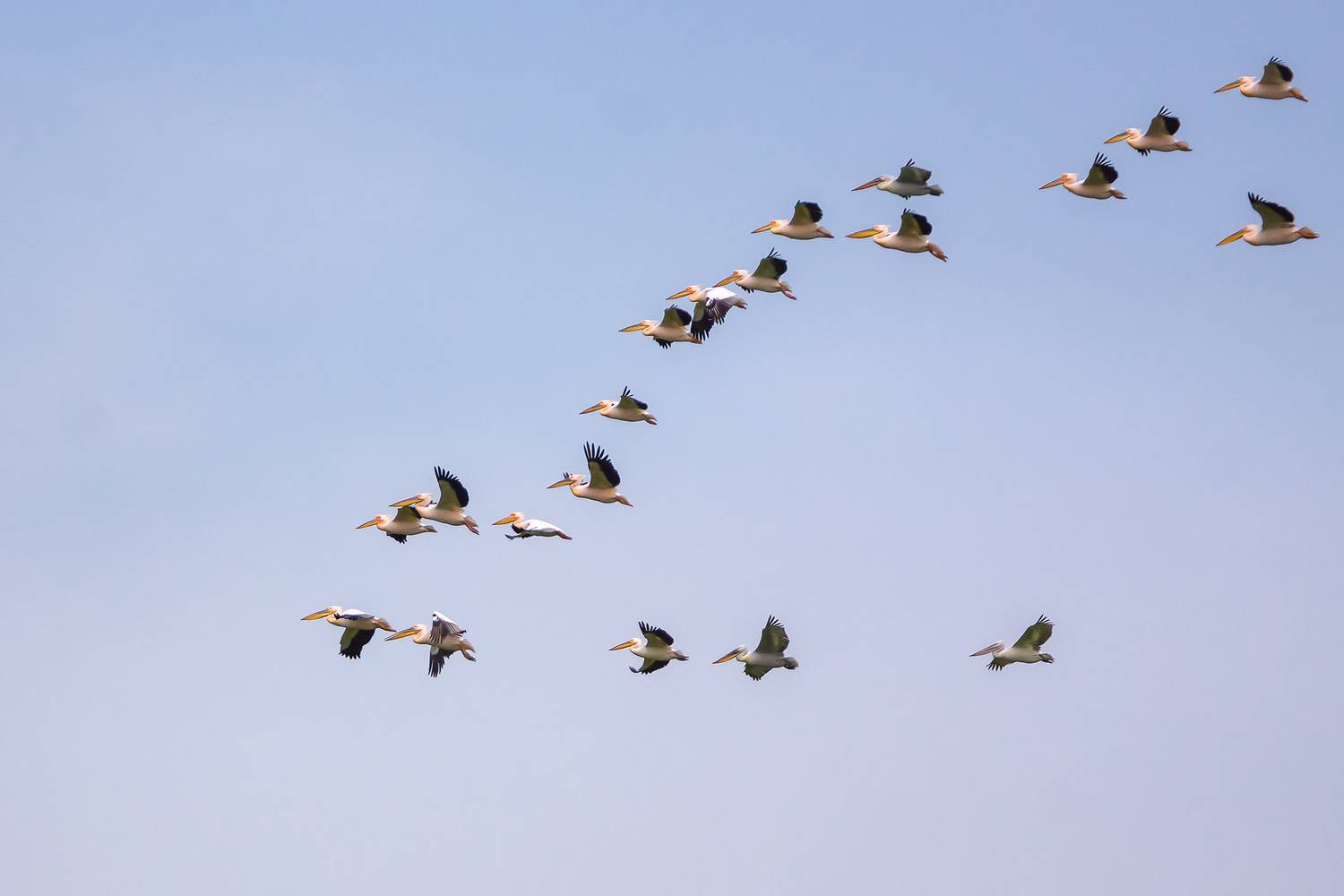 калмыкия, птицы, пеликаны, розовые пеликаны, Zakharov Armen