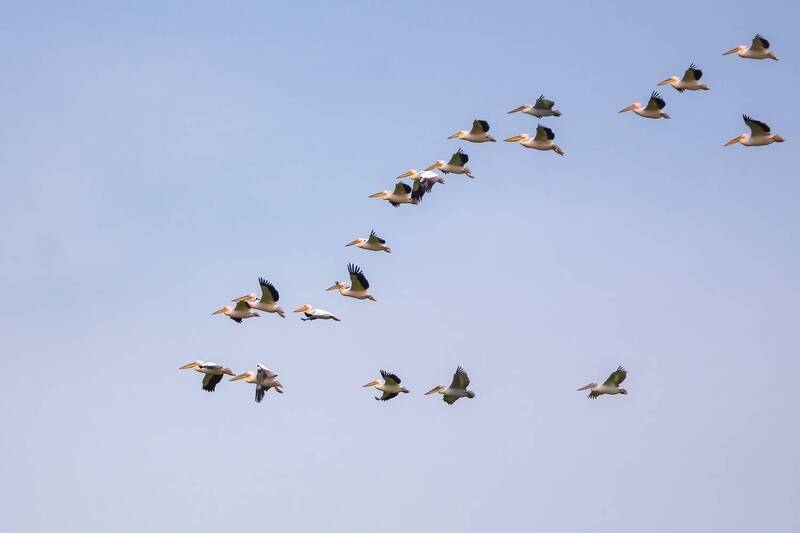 калмыкия, птицы, пеликаны, розовые пеликаны Клин фото превью