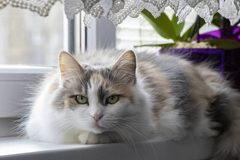 животные, питомцы, кошки, трехцветная кошка, портрет крупным планом Портрет пушистой красотки фото превью