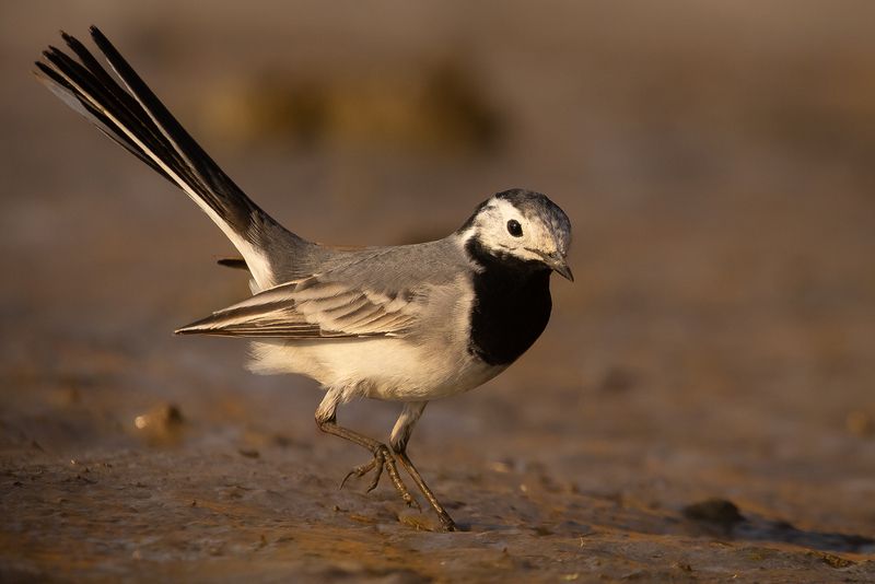 Wagtail фото превью