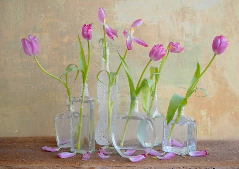 ... из жизни тюльпанов фото превью