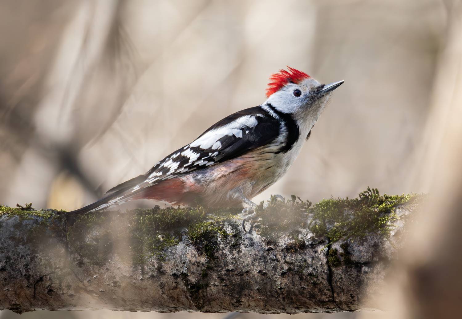 средний пёстрый дятел, дятел, весна, лес, птицы, природа, дикая природа, птица, фотоохота, Жгилёв Сергей
