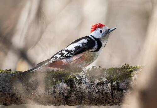 Средний пёстрый дятел.
