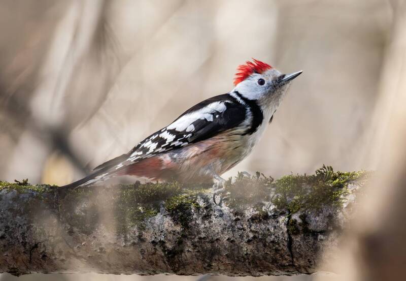 средний пёстрый дятел, дятел, весна, лес, птицы, природа, дикая природа, птица, фотоохота Средний пёстрый дятел. фото превью