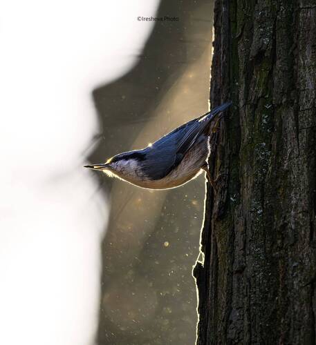 Демонстрация обеда