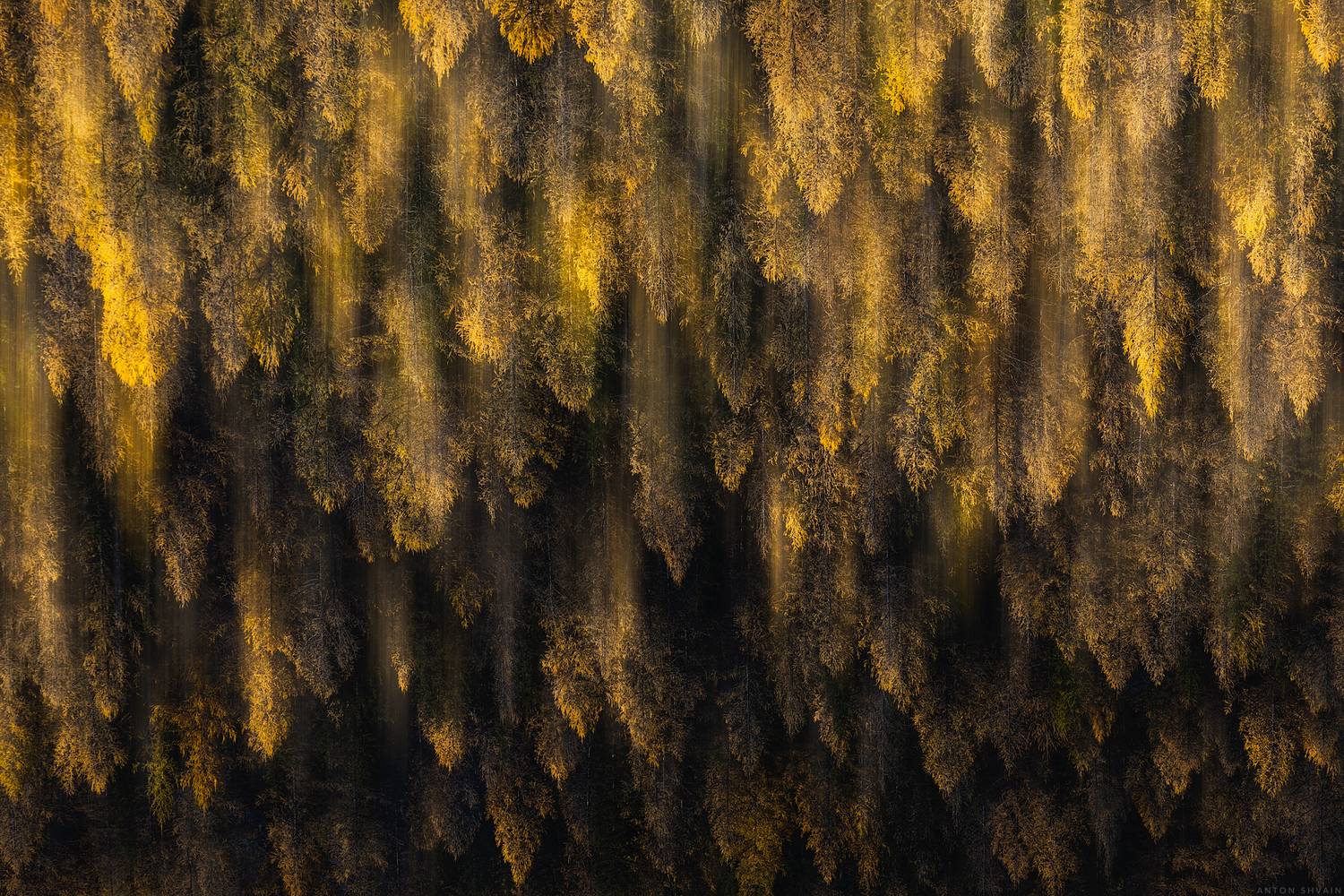 , Антон Шваин