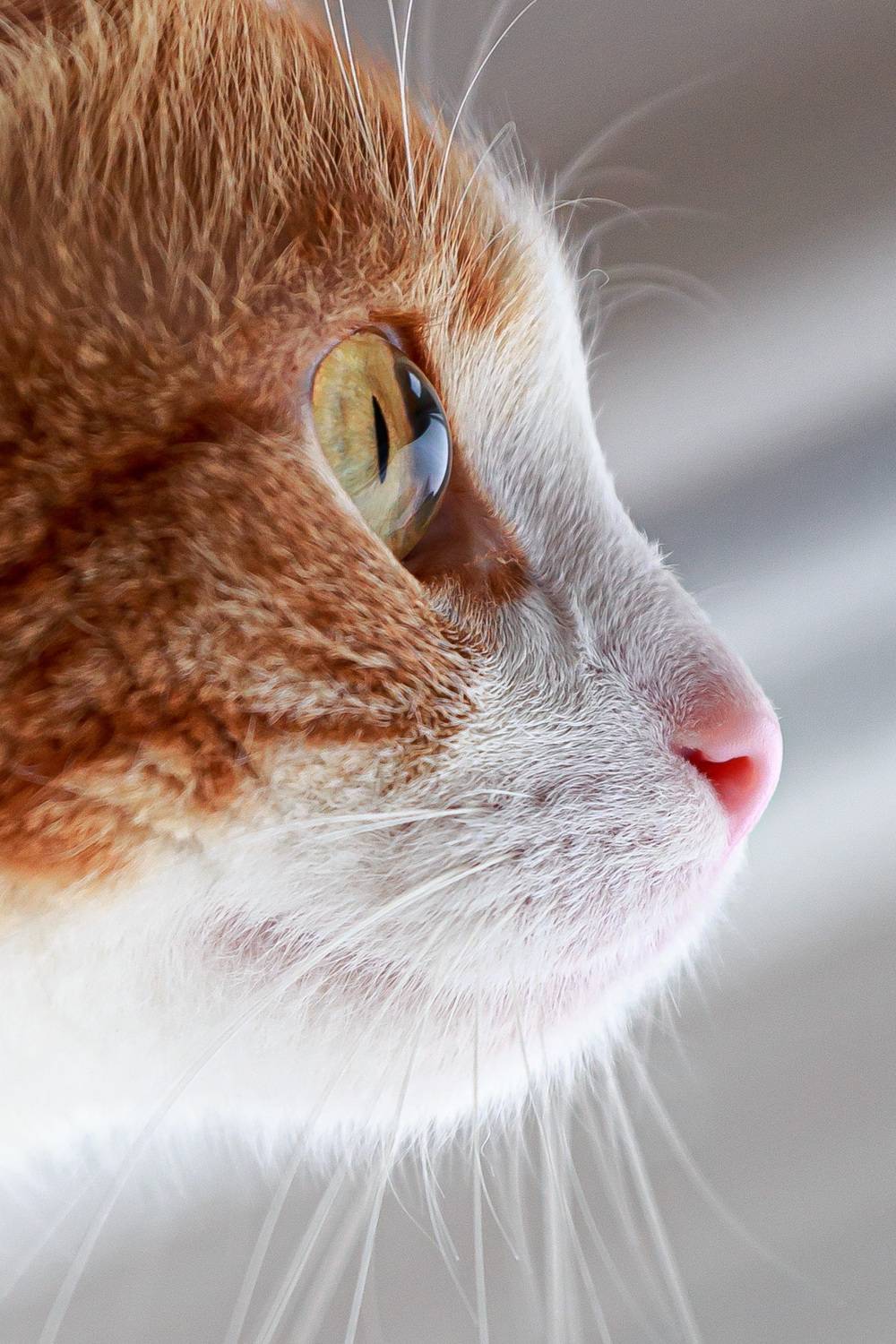 , Тимофей Шутов