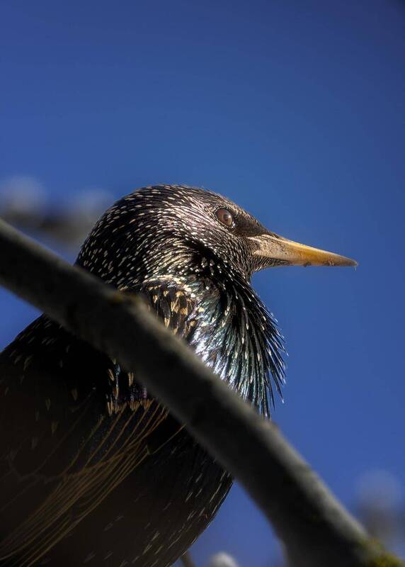Скворец фото превью