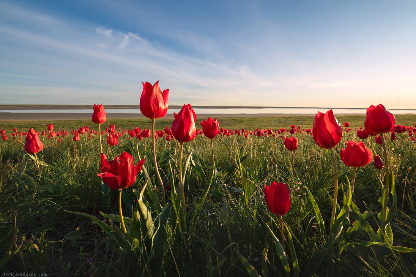цветущая степь, калмыкия, тюльпан шренка, маныч, Арсений Кашкаров