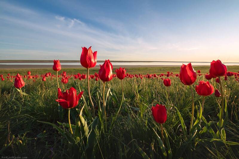 цветущая степь, калмыкия, тюльпан шренка, маныч Тюльпанная степь фото превью