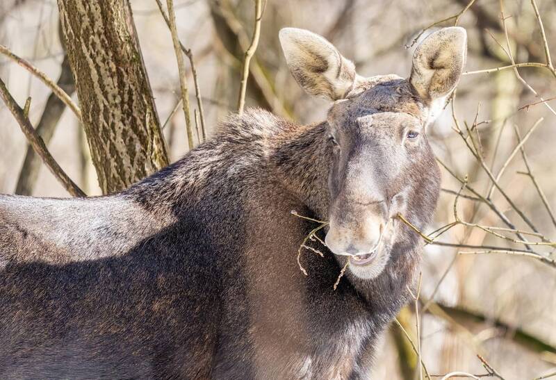 Мартовская вкуснота фото превью