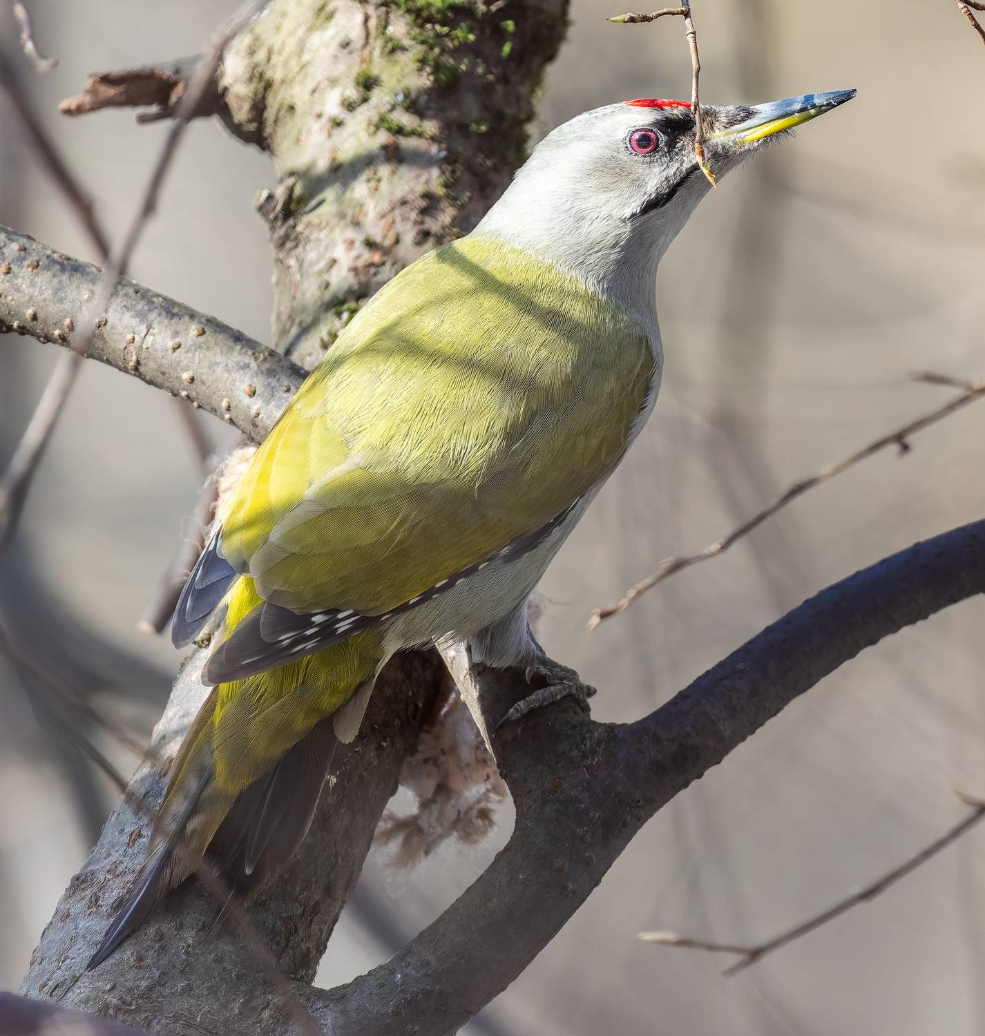 , Дем Константин