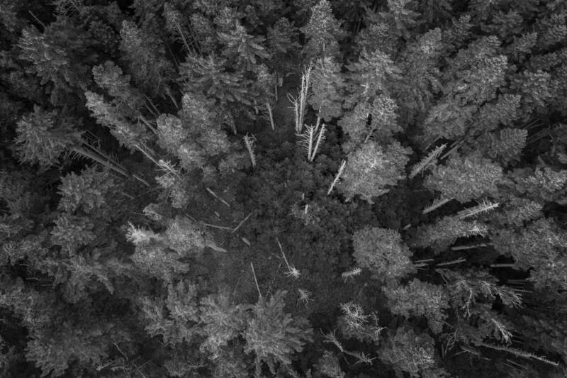 Пролетая над тайгой фото превью