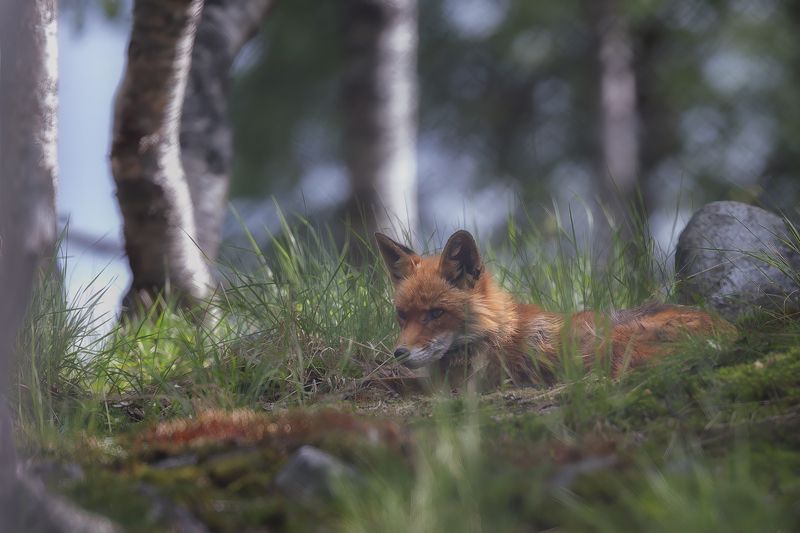 Red fox фото превью
