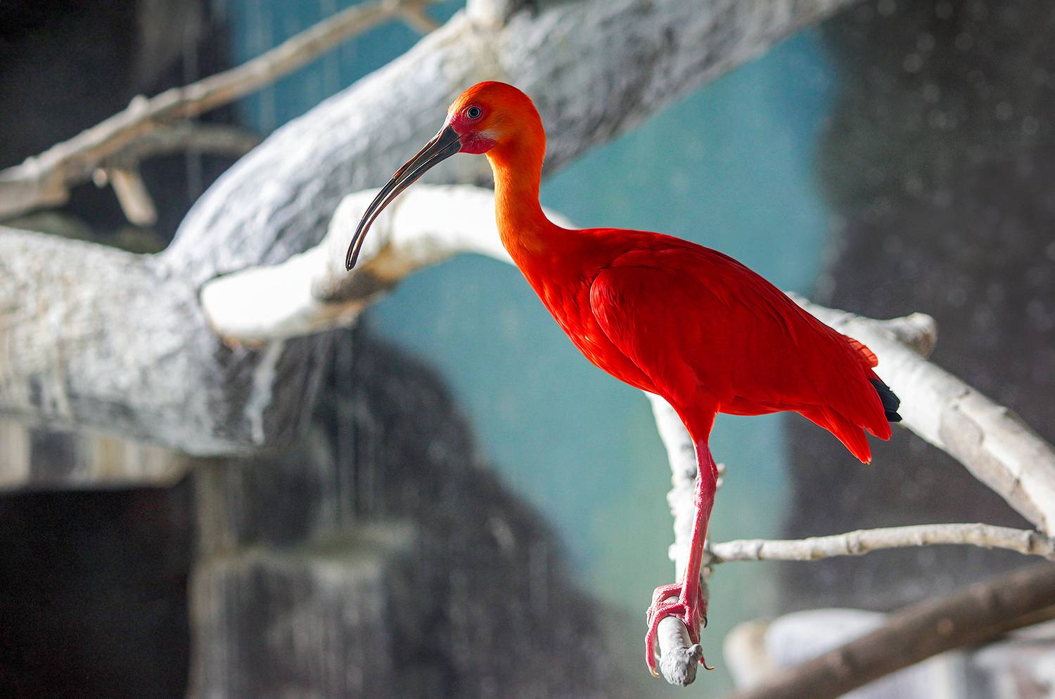 красный ибис, алый ибис, eudocimus ruber, КарОл