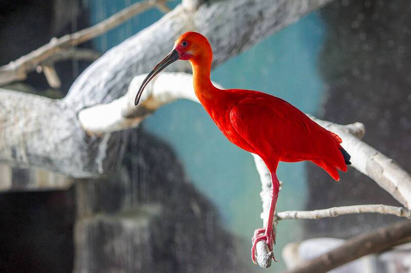 красный ибис, алый ибис, eudocimus ruber Красный ибис фото превью